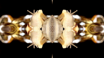 Emoralis image6