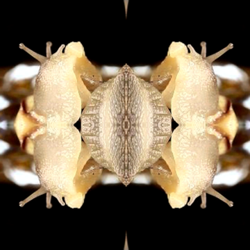 Emoralis image6