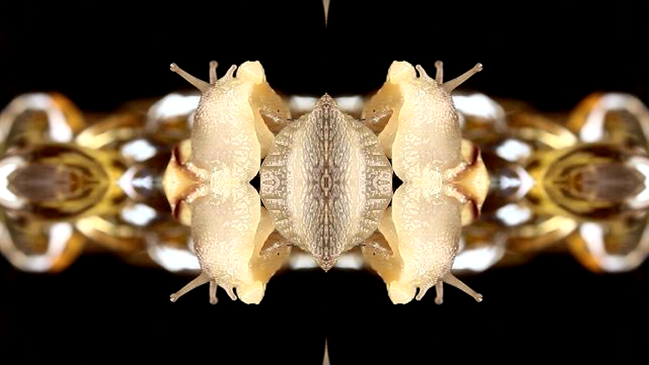 Emoralis image6