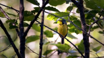 Canada_warbler