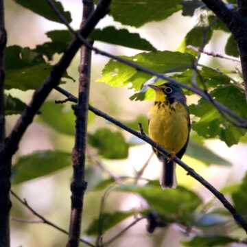 Canada_warbler