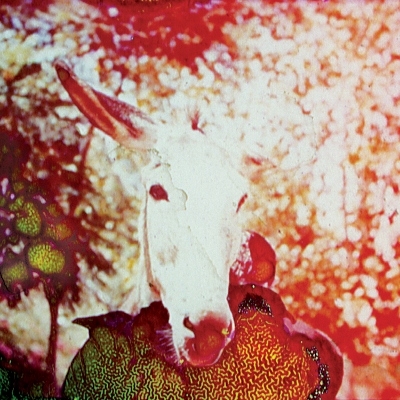 JIMH If He Dies cover RS CST114cover_hires (400x400)